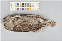 藏品(領角鴞)的圖片